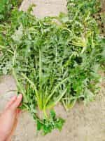 Ζοχός Άγριο Ραδίκι - Image 5