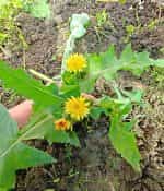 Ζοχός Άγριο Ραδίκι - Image 6