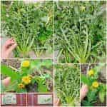 Ζοχός Άγριο Ραδίκι