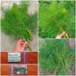 Μάραθος Πράσινος