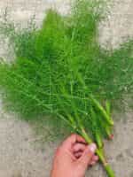 Μάραθος Πράσινος - Image 2