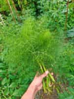 Μάραθος Πράσινος - Image 3