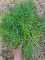 Μάραθος Πράσινος - Image 4