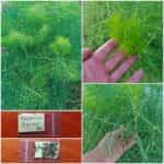 Μάραθος Άγριος