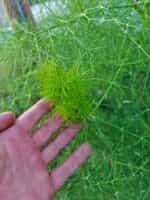 Μάραθος Άγριος - Image 2