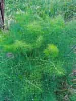 Μάραθος Άγριος - Image 3