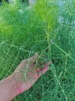 Μάραθος Άγριος - Image 4