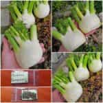 Φινόκιο ''Romanesco''