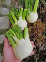 Φινόκιο ''Romanesco'' - Image 2