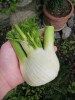Φινόκιο ''Romanesco'' Παραδοσιακό - Image 2