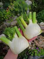 Φινόκιο ''Romanesco'' - Image 3