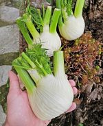 Φινόκιο ''Romanesco'' Παραδοσιακό - Image 3