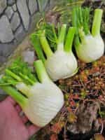 Φινόκιο ''Romanesco'' - Image 4