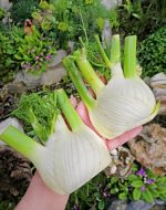 Φινόκιο ''Romanesco'' Παραδοσιακό - Image 4