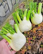 Φινόκιο ''Romanesco'' Παραδοσιακό - Image 5