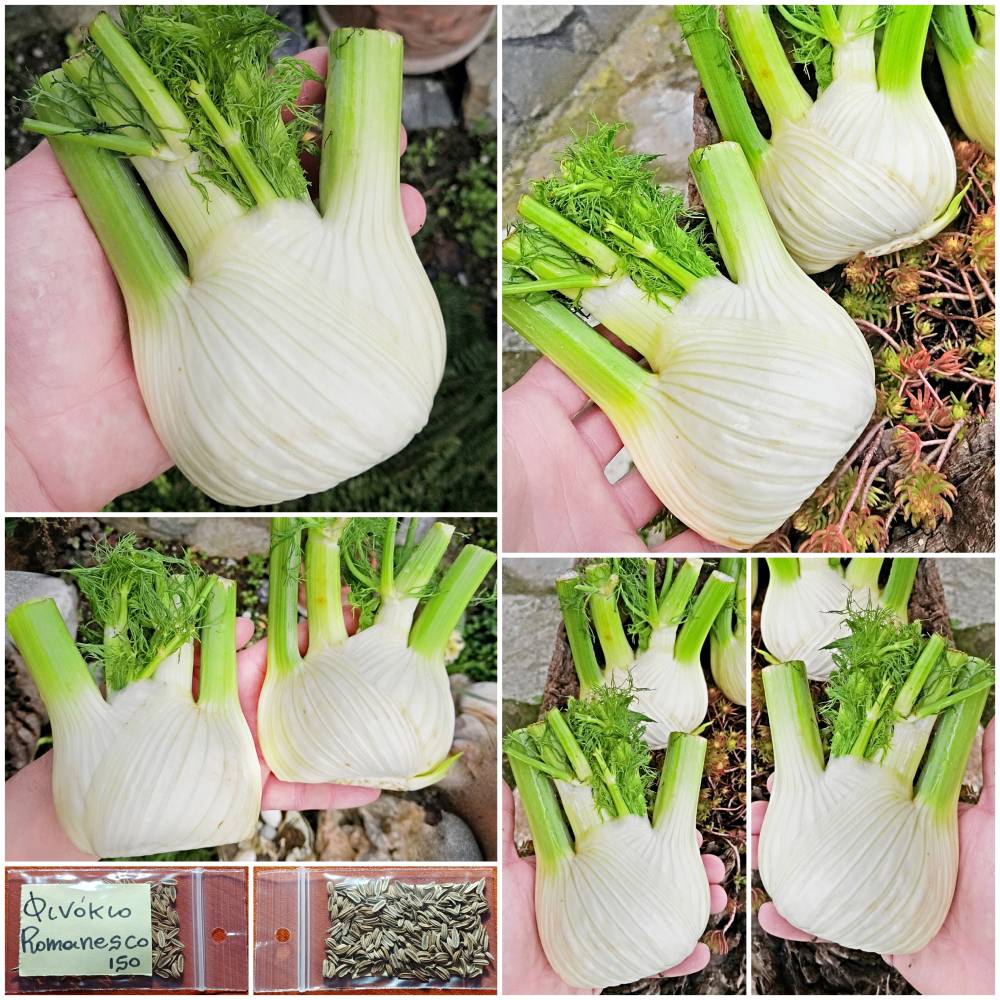 350a Φινόκιο ''Romanesco'' Παραδοσιακό - Image 1