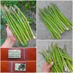 Σπαράγγι Αρζεντέιγ ''Argenteuil'' Πράσινο