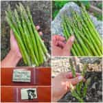 Σπαράγγι ''Mary Washington''