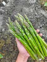 Σπαράγγι ''Mary Washington'' - Image 2