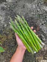 Σπαράγγι ''Mary Washington'' - Image 3