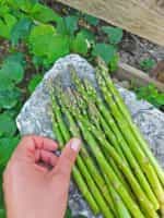 Σπαράγγι ''Mary Washington'' - Image 4