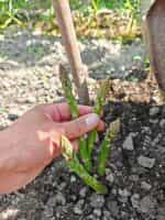 Σπαράγγι ''Mary Washington'' - Image 5