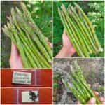 Σπαράγγι ''Connovers Colossal''