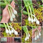 Κρεμμυδάκι Φρέσκο ''White Lisbon''