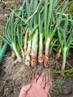 Κρεμμυδάκι Φρέσκο ''Bajkal'' - Image 2