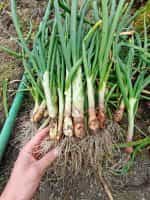 Κρεμμυδάκι Φρέσκο ''Bajkal'' - Image 3