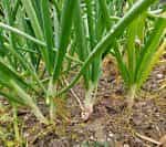 Κρεμμυδάκι Φρέσκο ''Bajkal'' - Image 4