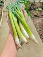 Κρεμμυδάκι Φρέσκο ''Bajkal'' - Image 5