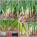 Κρεμμυδάκι Φρέσκο ''Bajkal''