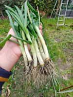 Κρεμμυδάκι Φρέσκο Παραδοσιακό - Image 2