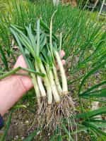 Κρεμμυδάκι Φρέσκο Παραδοσιακό - Image 3