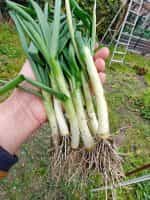 Κρεμμυδάκι Φρέσκο Παραδοσιακό - Image 4