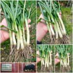 Κρεμμυδάκι Φρέσκο Παραδοσιακό