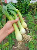 Κρεμμυδάκι Γίγας Παραδοσιακό - Image 2