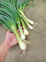 Κρεμμυδάκι Γίγας Παραδοσιακό - Image 3