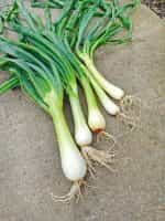 Κρεμμυδάκι Γίγας Παραδοσιακό - Image 4