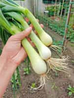 Κρεμμυδάκι Γίγας Παραδοσιακό - Image 5