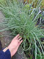 Σχοινόπρασο - Image 2