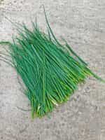 Σχοινόπρασο - Image 3