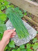 Σχοινόπρασο - Image 4