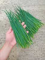 Σχοινόπρασο - Image 5