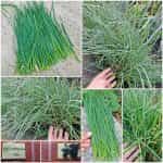 Σχοινόπρασο