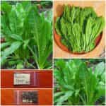 Ραδίκι Ήμερο