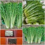 Ραδίκι Ντόπιο Καταλονίας