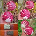 Ραντίτσιο Κόκκινο Στρογγυλό