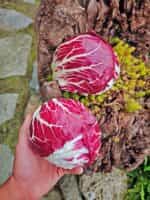 Ραντίτσιο Κόκκινο Στρογγυλό - Image 2